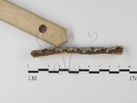 齒耳菌屬藏品圖，第3張