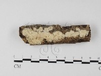 登錄號:F0025584藏品圖，第1張