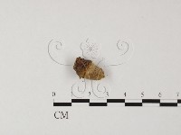 登錄號:F0025585藏品圖，第1張