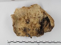 登錄號:F0025587藏品圖，第1張