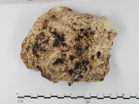 登錄號:F0025587藏品圖，第3張