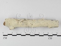 絲齒菌屬藏品圖，第1張