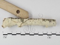 絲齒菌屬藏品圖，第3張