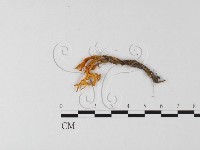 登錄號:F0025592藏品圖，第1張