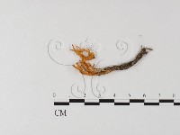 登錄號:F0025592藏品圖，第3張