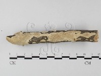 多年臥孔菌屬藏品圖，第1張