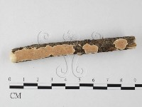 登錄號:F0025595藏品圖，第1張