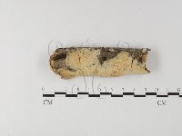 登錄號:F0025598藏品圖，第1張