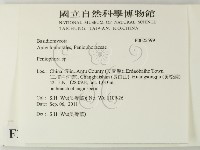筍殼菌屬藏品圖，第2張