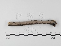筍殼菌屬藏品圖，第3張