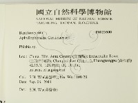 射脈菌屬藏品圖，第2張