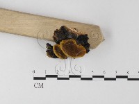 登錄號:F0025602藏品圖，第3張