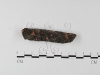 筍殼菌屬藏品圖，第1張