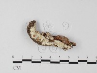 登錄號:F0025610藏品圖，第1張