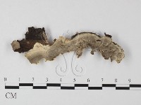 煙管菌藏品圖，第1張