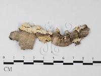 煙管菌藏品圖，第3張