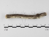 登錄號:F0025615藏品圖，第3張