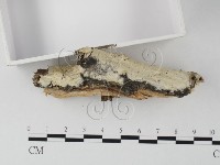 登錄號:F0025616藏品圖，第3張