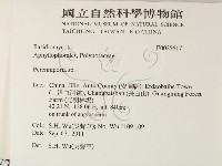 多年臥孔菌屬藏品圖，第2張