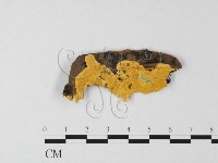 多年臥孔菌屬藏品圖，第1張