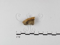 登錄號:F0025619藏品圖，第3張