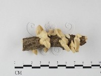 登錄號:F0025620藏品圖，第1張