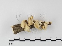 登錄號:F0025620藏品圖，第3張