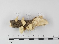 登錄號:F0025620藏品圖，第4張