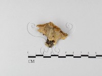 登錄號:F0025622藏品圖，第1張