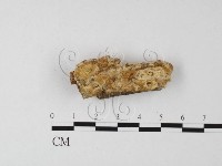 登錄號:F0025625藏品圖，第1張