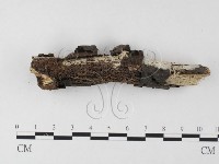 登錄號:F0025626藏品圖，第1張