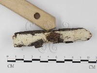 登錄號:F0025626藏品圖，第4張