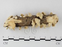 栓菌屬藏品圖，第3張