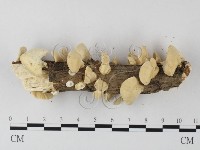 栓菌屬藏品圖，第4張