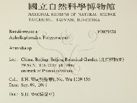 薄孔菌屬藏品圖，第2張