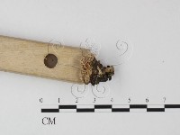 薄孔菌屬藏品圖，第3張