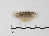 登錄號:F0025629藏品圖，第1張