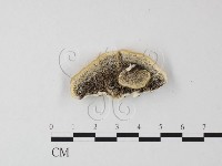 登錄號:F0025629藏品圖，第3張