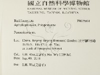 多年臥孔菌屬藏品圖，第2張