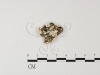 多年臥孔菌屬藏品圖，第3張