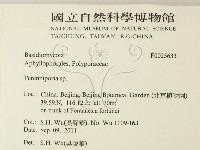 多年臥孔菌屬藏品圖，第2張