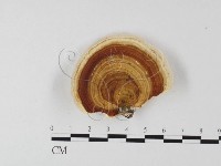 相鄰小孔菌藏品圖，第1張