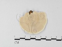 相鄰小孔菌藏品圖，第3張