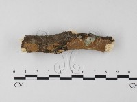 木層孔菌屬藏品圖，第3張