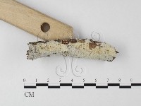 絲皮菌屬藏品圖，第3張