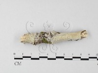 絲皮菌屬藏品圖，第1張