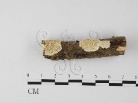 登錄號:F0025641藏品圖，第1張