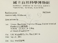 刺皮菌屬藏品圖，第2張