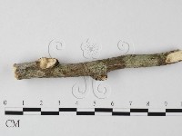 刺皮菌屬藏品圖，第1張