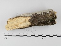 登錄號:F0025645藏品圖，第4張